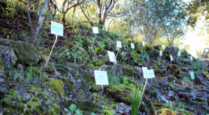 Jardin Botanico El Bosque