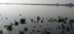 Parque Nacional de Donana
