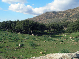 Parque Natural de los Alcornocales