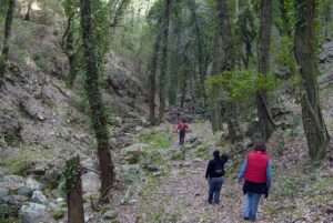 Sendero Canuto de Risco Blanco Alcornocales