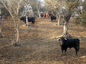 Toro Barvo de Lidia Ruta del Toro