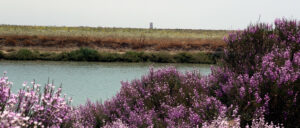 El Prado Conil de la Frontera