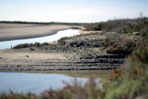 Parque Natural Bahia de Cadiz Rio Arillo