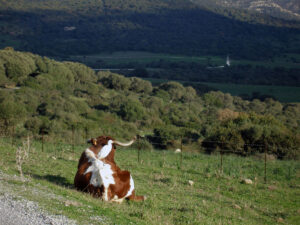 Parque Natural de los Alcornocales