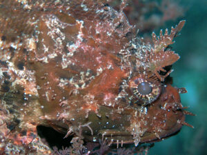 Rascacio Fondos Subacuaticos en el Parque Natural del Estrecho