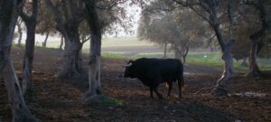 Toro Barvo de Lidia Ruta del Toro