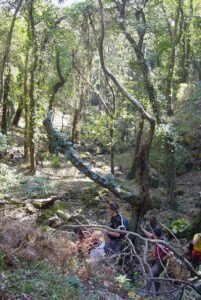 Sendero Canuto de Risco Blanco Alcornocales
