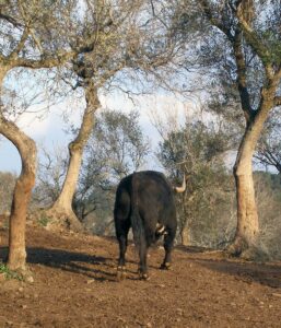 Toro Barvo de Lidia Ruta del Toro