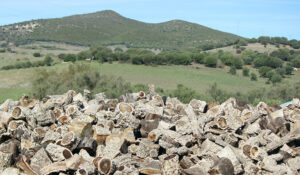 alcala de los gazules