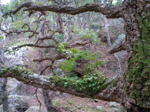 Parque Natural de Los Alcornocales