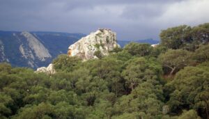 Buitres Leonados en Los Alcornocales