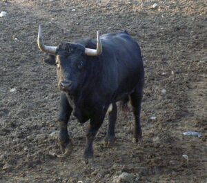 Toro Barvo de Lidia Ruta del Toro