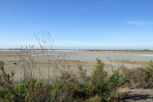 Parque Natural Bahia de Cadiz Rio Arillo