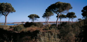 Parque de Los Torunos Bahia de Cadiz