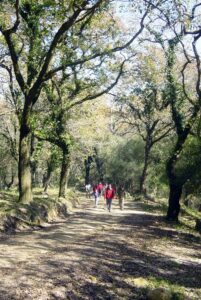 Sendero Canuto de Risco Blanco Alcornocales