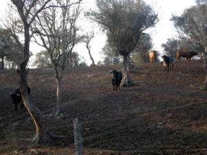 Toro Barvo de Lidia Ruta del Toro