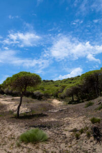 el pinar de la brena