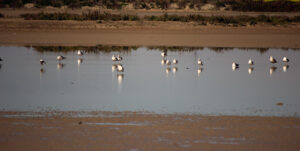 Parque Natural Bahia de Cadiz Rio Arillo