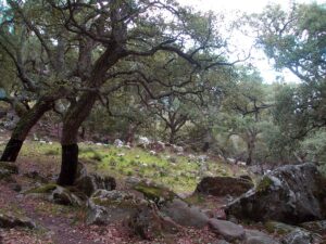Parque Natural de Los Alcornocales