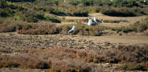 Parque Natural Bahia de Cadiz Gaviotas en el Rio Arillo